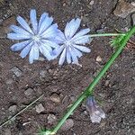 Cichorium endivia Çiçek