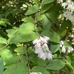 Deutzia crenata पत्ता