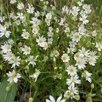 Moehringia ciliata Flower