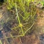 Cyperus flavescens Квітка