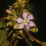 Blakea multiflora Flower