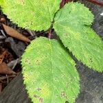 Rubus armeniacusFolla