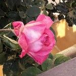 Rosa chinensis Çiçek