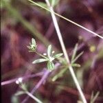 Galium trifidum 整株植物