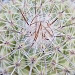 Thelocactus conothelos 葉