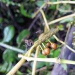 Piper borbonense Fruit