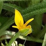 Hypoxis hirsuta Λουλούδι