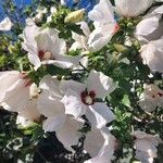 Hibiscus syriacusFlor