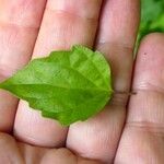 Scutellaria purpurascens Leaf