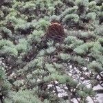 Cedrus libani Fruit