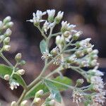 Gymnanthemum amygdalinum Blüte