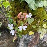 Saxifraga corsica ফুল