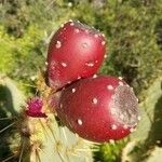 Opuntia engelmannii Frutto