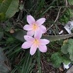 Hemerocallis fulvaFlower