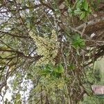 Ligustrum japonicumFlower