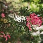 Grevillea rosmarinifolia Kwiat