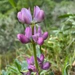 Lupinus hispanicus 花