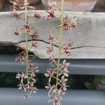 Cymbidium aloifolium Blomst