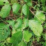 Leea guineensis List