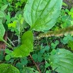 Plantago rugelii Folha