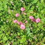 Linum pubescensFlower