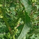 Rumex crispus পাতা