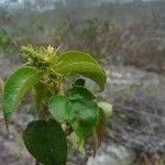 Croton flavens Flower