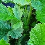 Geum coccineum ഇല