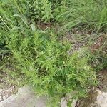 Dyschoriste linearis Hábito