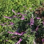 Salvia leucantha Flower