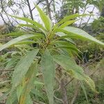 × Chitalpa tashkentensis Fuelha