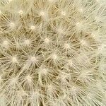 Taraxacum rubicundum Fula