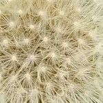 Taraxacum rubicundum Flower