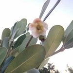Clusia grandiflora 花