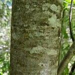 Maytenus boaria Corteza