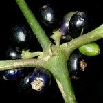 Ronabea latifolia Fruit