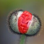 Papaver orientale Цветок