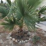 Washingtonia filifera برگ