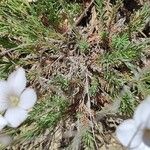 Linum tenuifolium Bark