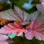 Physocarpus opulifolius Leaf