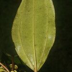 Blakea multiflora Leaf