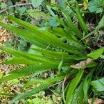 Plantago lanceolataपत्ता