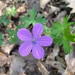 Geranium asphodeloides Kukka