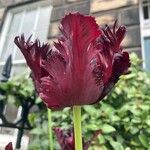 Tulipa grengiolensis Flower