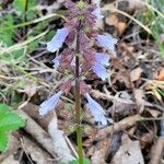 Salvia lyrata Flors