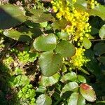 Berberis repens Leaf