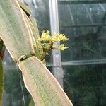 Cissus cactiformis Blomma