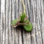 Chlorophytum comosum Fruit