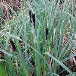 Carex riparia Habit