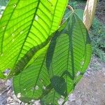 Miconia elata 葉